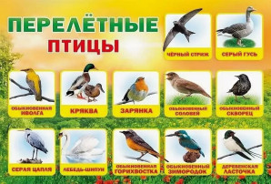 Тематическая неделя "Перелётные птицы" Тематическая неделя "Перелётные птицы".