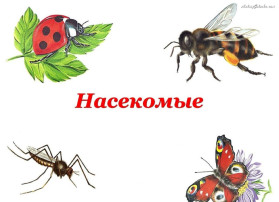 Тематическая неделя "Насекомые" Тематическая неделя "Насекомые".